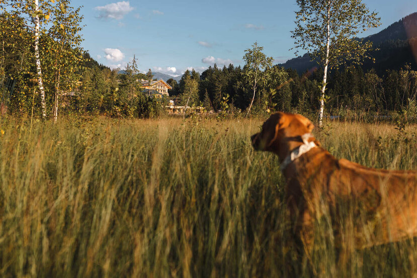 Urlaub-mit-Hund-Sommer-14-Alpenhotel-Kitzbuehel-Schwarzsee