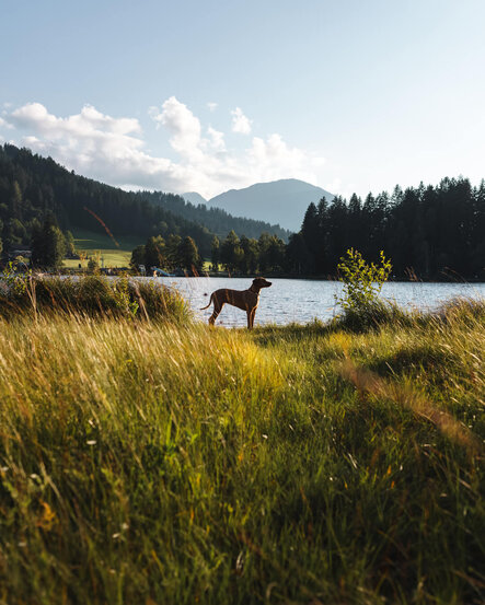 Urlaub-mit-Hund-Sommer-13-Alpenhotel-Kitzbuehel-Schwarzsee