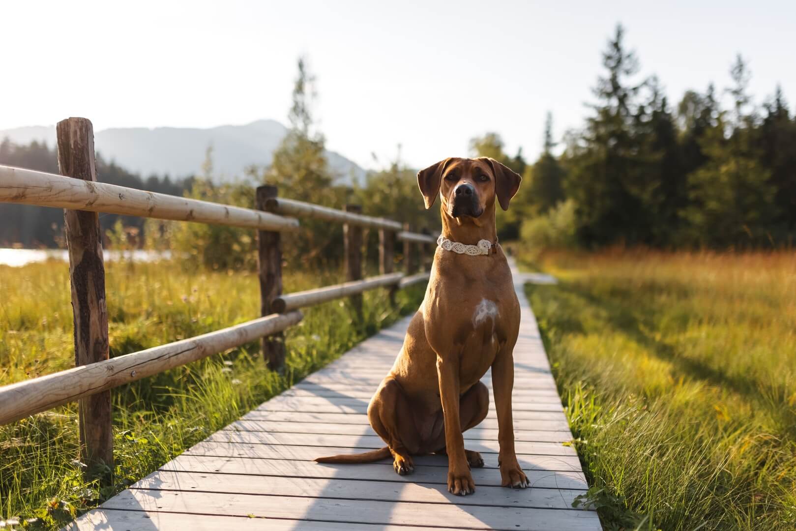 Urlaub-mit-Hund-Sommer-11-Alpenhotel-Kitzbuehel-Schwarzsee